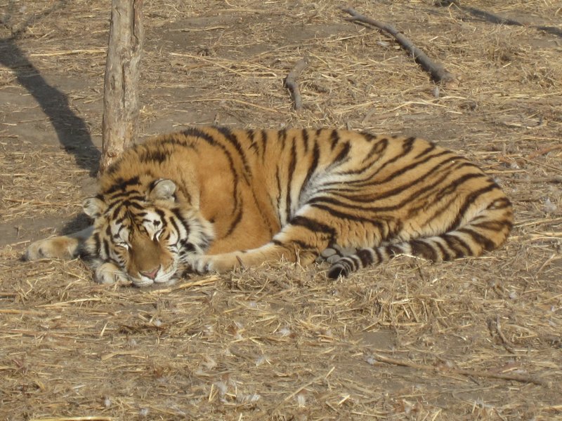 Siberian Tiger Park (104)