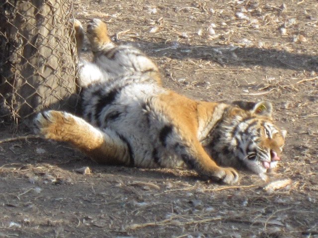 Siberian Tiger Park (105)