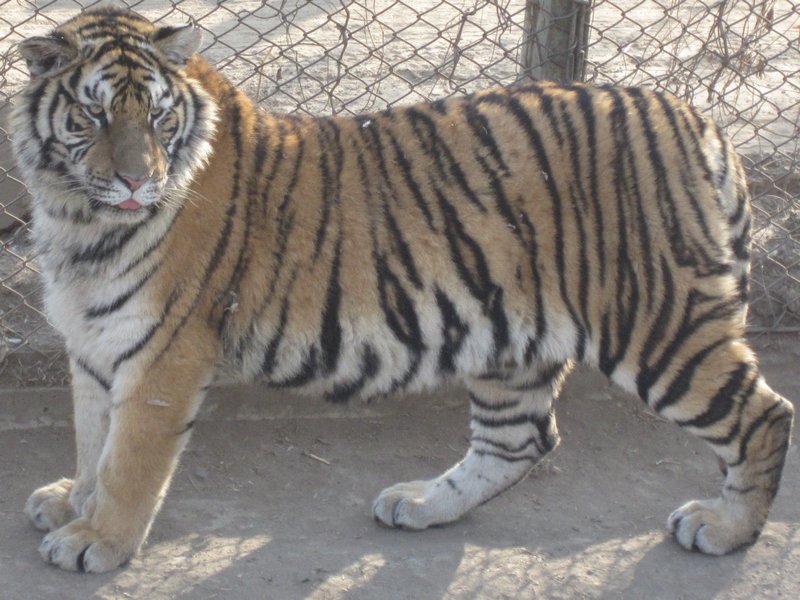 Siberian Tiger Park (106)
