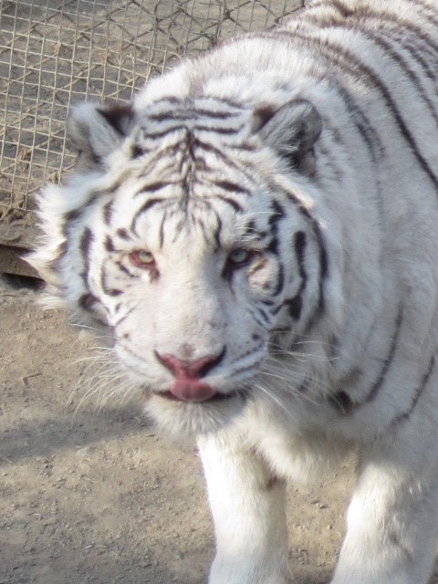 Siberian Tiger Park (107)