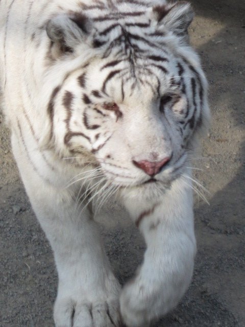 Siberian Tiger Park (108)