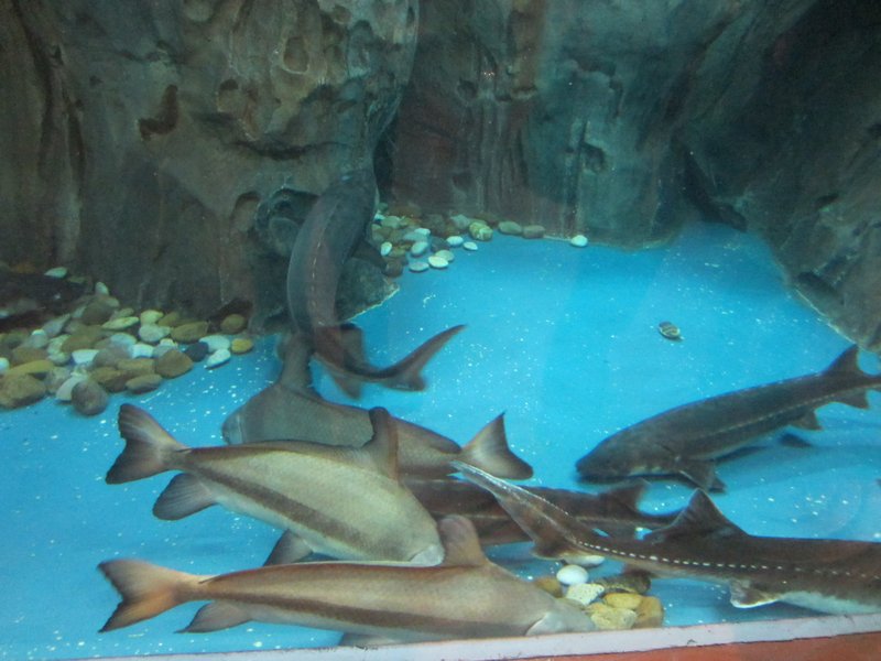 Shanghai Aquarium (1)