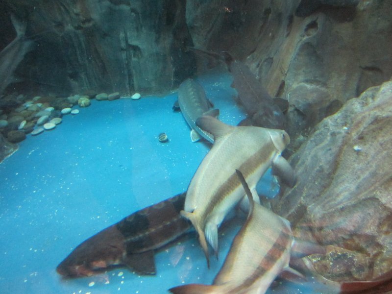 Shanghai Aquarium (2)