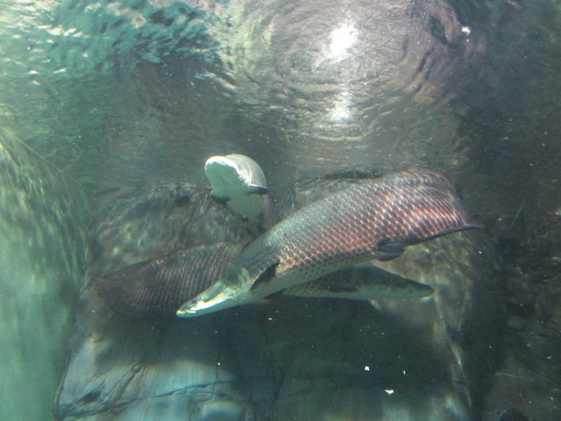 Shanghai Aquarium (20)