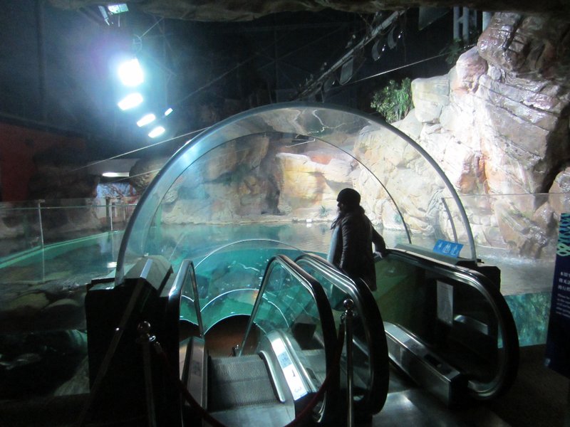 Shanghai Aquarium (21)