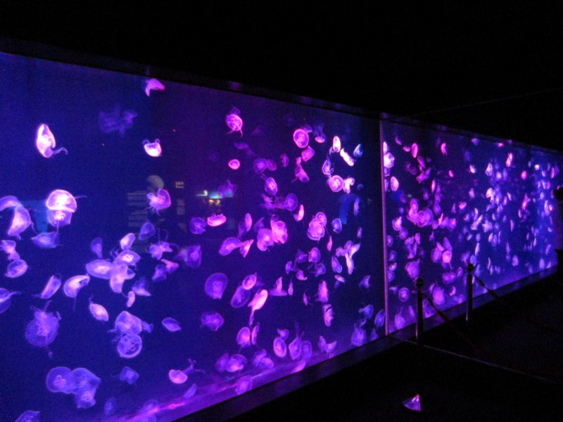 Shanghai Aquarium (65)