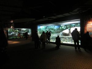 Shanghai Aquarium (27)