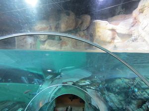 Shanghai Aquarium (22)