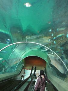 Shanghai Aquarium (23)
