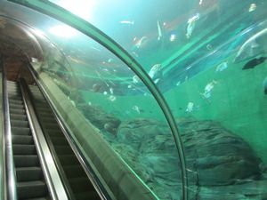 Shanghai Aquarium (24)