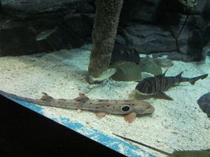 Shanghai Aquarium (38)