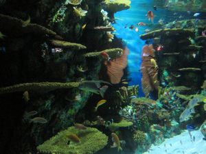 Shanghai Aquarium (40)