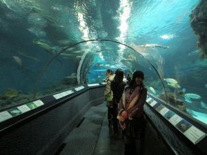 Shanghai Aquarium (73)