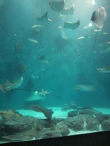 Shanghai Aquarium (69)