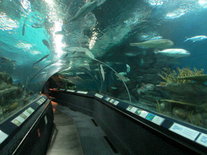 Shanghai Aquarium (75)