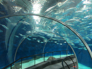 Shanghai Aquarium (77)
