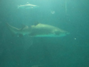 Shanghai Aquarium (84)