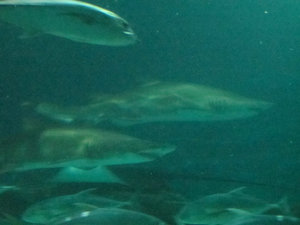 Shanghai Aquarium (86)
