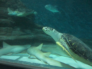 Shanghai Aquarium (88)