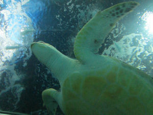 Shanghai Aquarium (91)
