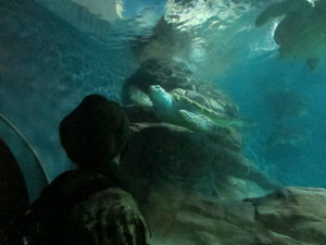 Shanghai Aquarium (92)