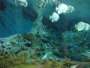 Shanghai Aquarium (95)