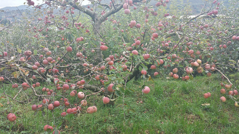 Apples everywhere