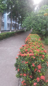 Hianan University (32)