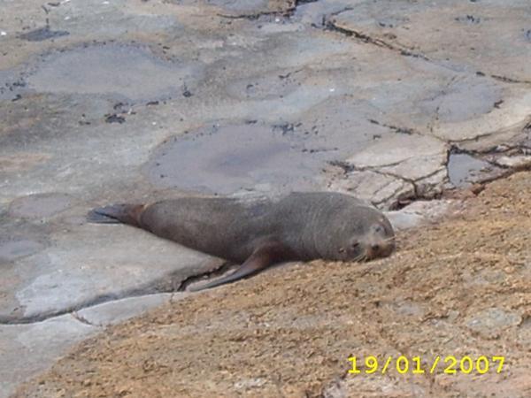 Sleepy Seal