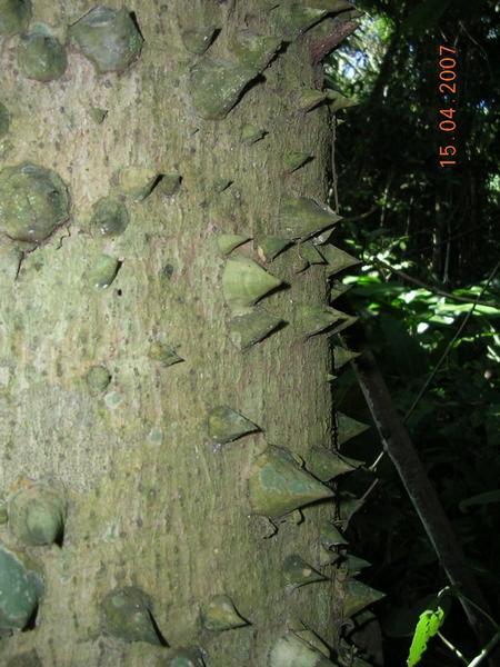 Spiky Tree