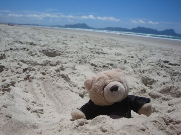 Beach Bear