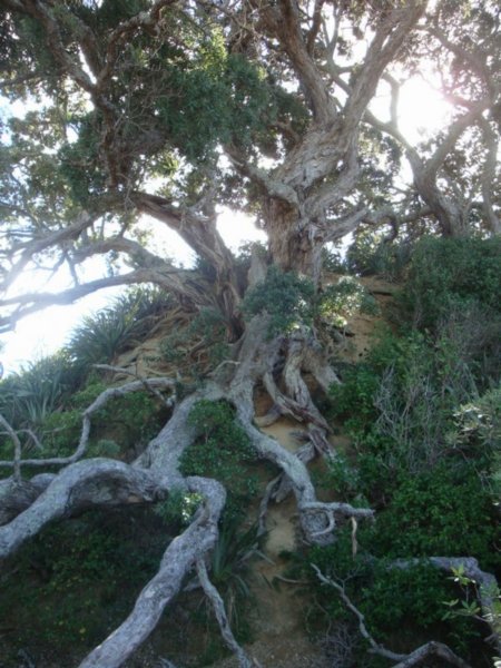 Gnarly Old Tree