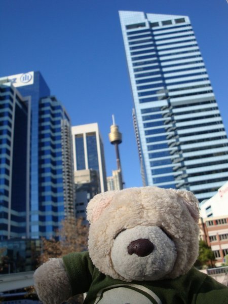 Bear in the Big City