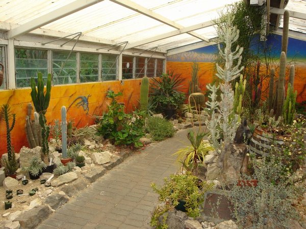 The Cactus Garden