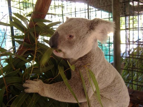 koala's on magnetic