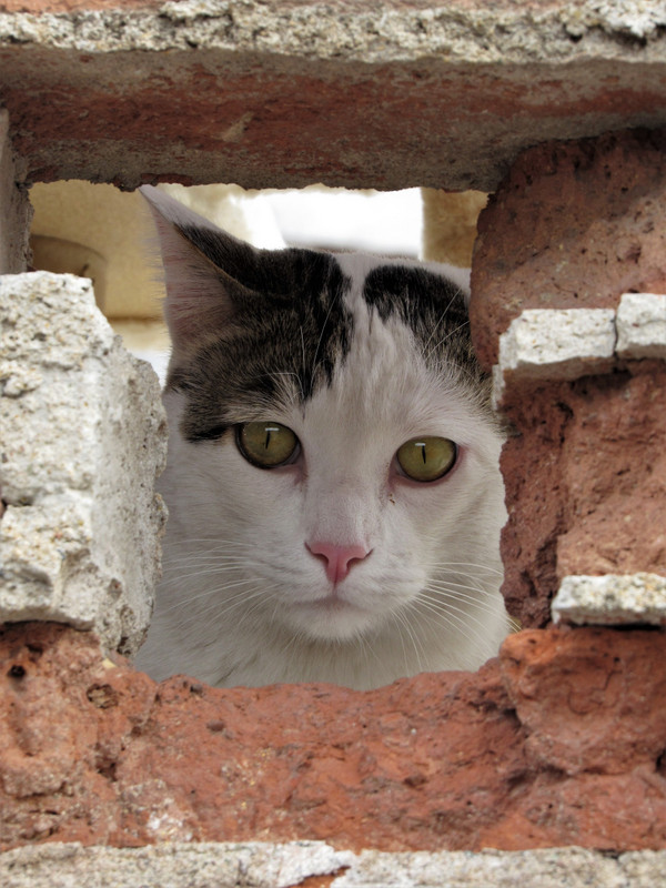 Neighbour's cat, Sies 7 hostel