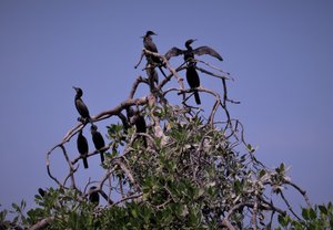 Watchful cormorants, Chacahua lagoon
