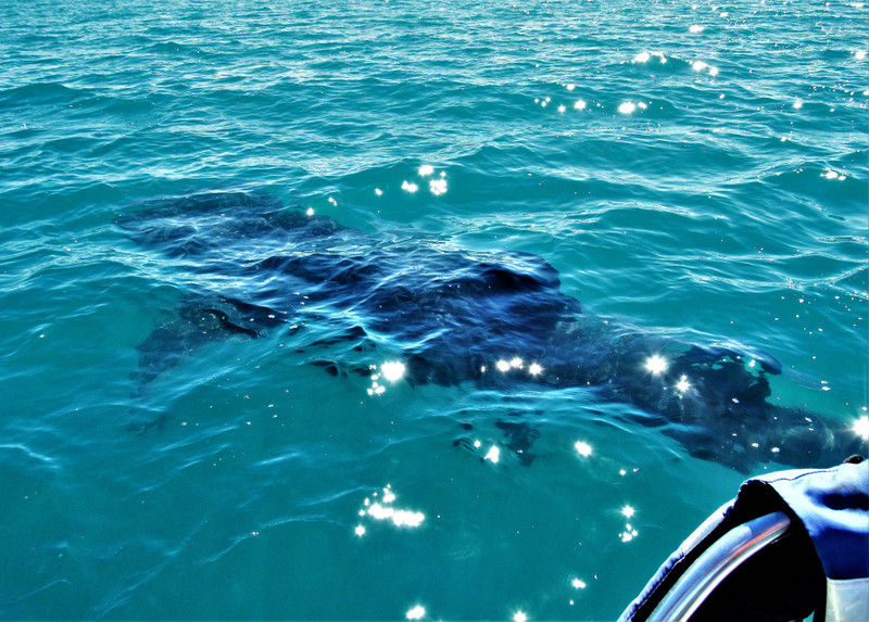 Whale shark ahead