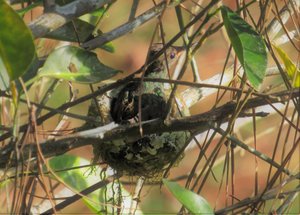 Hummingbird chick in nest