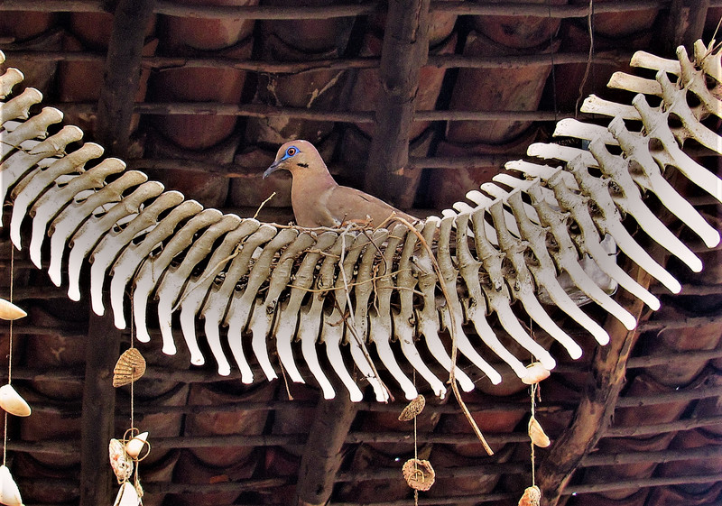 Bird chooses an unusual nesting site, Los Cocos, Nicaragua