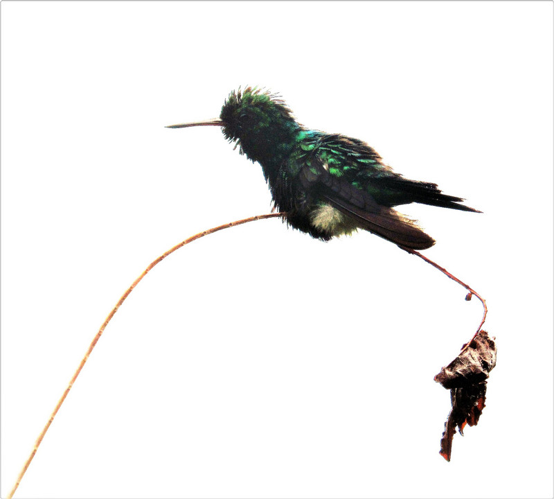 Wet hummingbird, Ometepe, Nicaragua