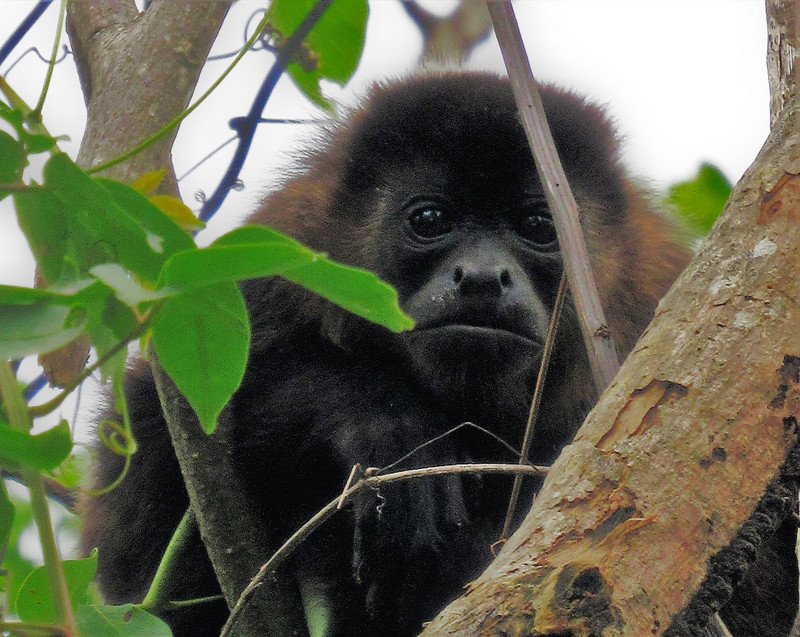 Congo monkey, Ometepe