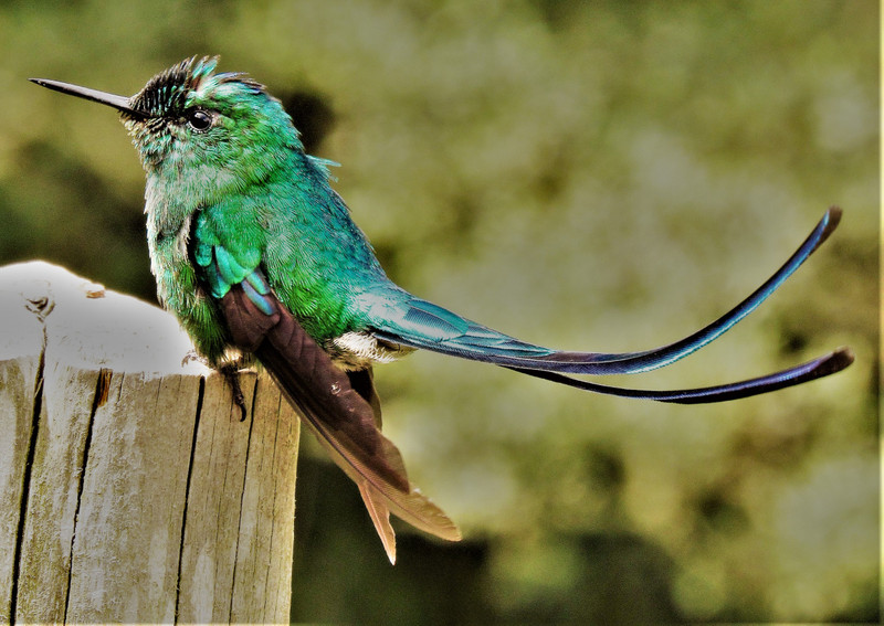 Hummingbird, Valley de Corcora