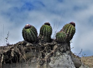 Cacti, grey desert, Tatacoa