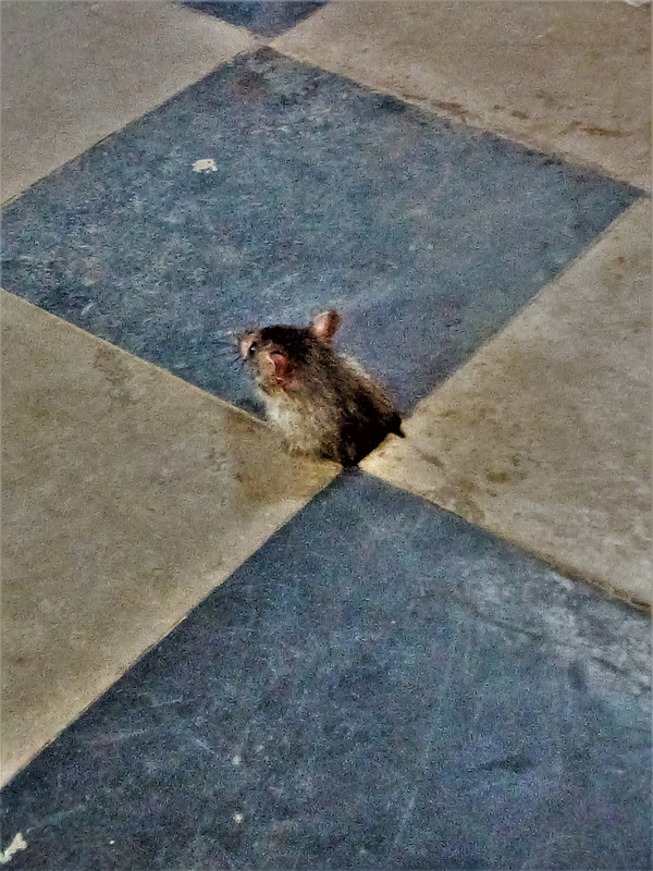 Bazilia, mummy rat, Bangalore bus station