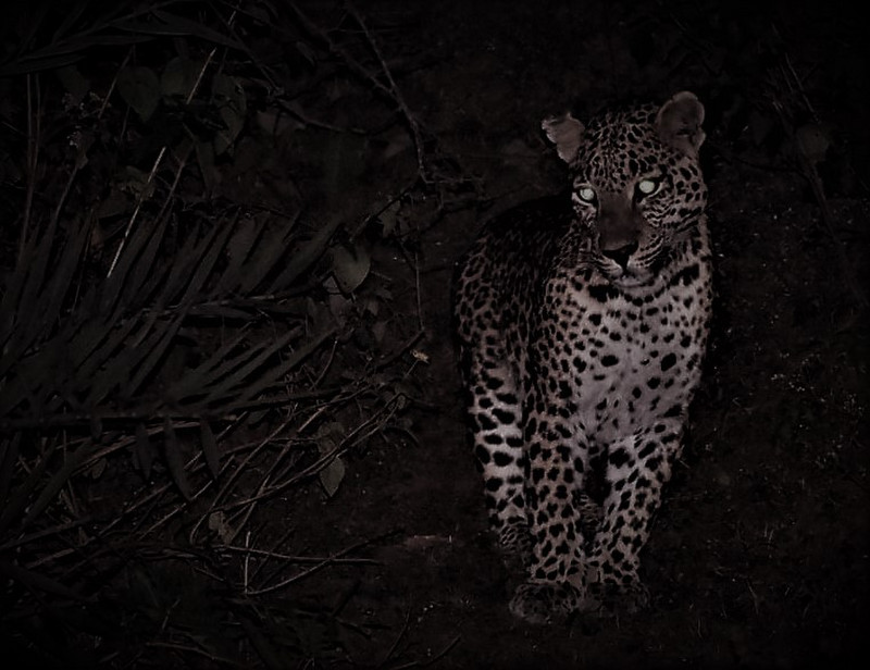 A close encounter with a leopard, Mt. Abu