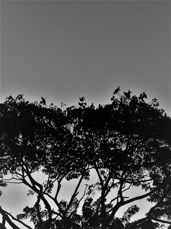 Birds roosting, Alleppey