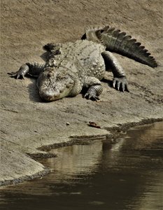 Marsh mugger croc, Mt Abu