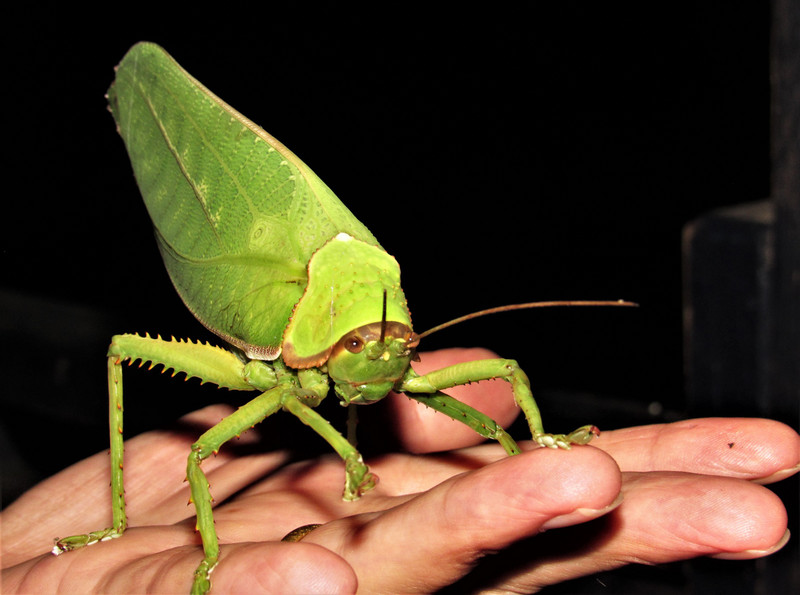 Our regular visitor, a katydid?