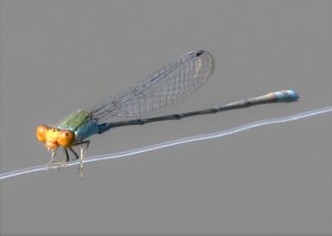 Wee dragonfly on my line